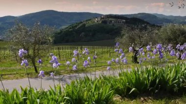 Çiçekli süsen çiçekleri, Toskana 'nın Chianti bölgesinde sallanıyor zeytin ağaçları ve üzümlerle. Arka plandaki ortaçağ köyü Nipozzano, İtalya.