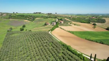 Val d 'Orcia tepeleri, zeytin ağaçları ve Tuscany' deki San Quirico yakınlarında ekilmiş tarlalar. İtalya