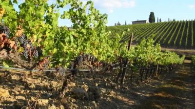 Eylül ayındaki hasat döneminden önce Floransa yakınlarındaki üzüm bağlarında siyah üzümler. İtalya.