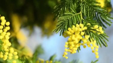 Açan sarı Mimosa (Acacia deal bata) dallarına yakın dur. Seçici odak.