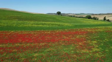 Tuscany, İtalya 'da mavi gökyüzü olan güzel kırmızı haşhaş tarlası. Hava görünümü.