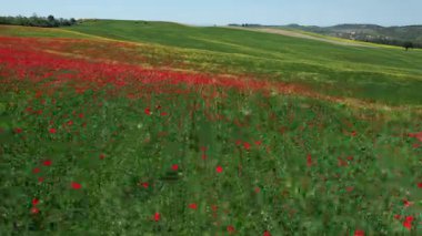 Tuscany, İtalya 'da mavi gökyüzü olan güzel kırmızı haşhaş tarlası. Hava görünümü.