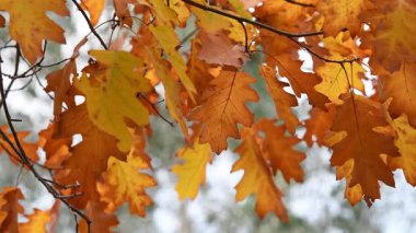 Sonbahar mevsiminde rüzgarda sallanan meşe ağacının sarı yaprakları..