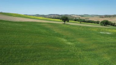 Toskana kırsalında sarı çiçekli meşe ağaçlarının havadan görünüşü. İtalya.