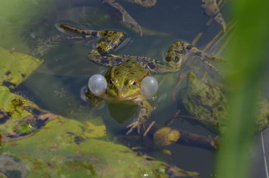 Bir kurbağanın yakın çekimi.