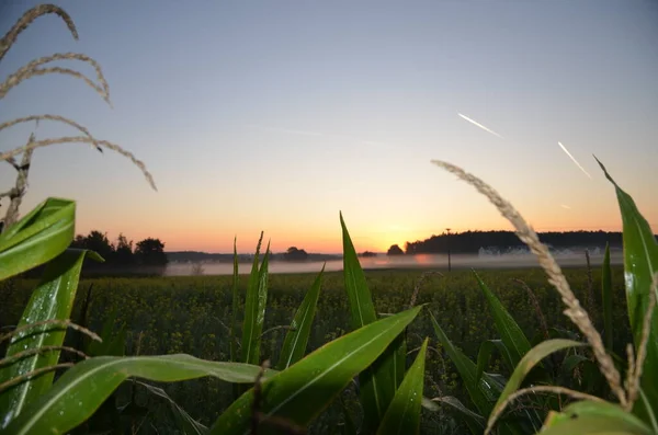Поле Кукурузы Восходе Солнца — стоковое фото