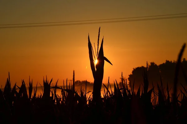 Красивый Восход Солнца Над Кукурузным Полем — стоковое фото