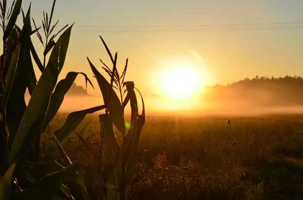 Красивый Восход Солнца Над Кукурузным Полем — стоковое фото
