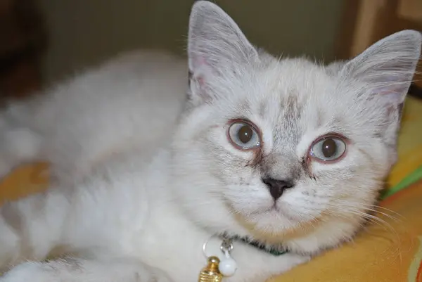 Jovem Gato Branco Relaxante — Fotografia de Stock