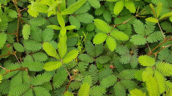 Mimosa Pudica Comúnmente Conocida Como Acacia Pennata —  Fotos de Stock