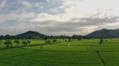 Kuranji köyü, Drone View, Lombok, Endonezya 'nın pirinç tarlası üzerinde uçuş