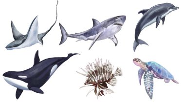 Denizin altındaki çizgi film. Çocuklar için karikatür, su ve ot koleksiyonu. Köpekbalığı, yunus, balina, kaplumbağa, vatoz