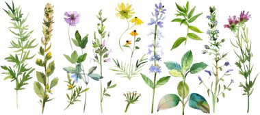 Görüntü, her biri doğal bitki örtüsünün güzelliğini gözler önüne seren narin detaylarla hazırlanmış suluboya kır çiçekleri ve otlardan oluşan zarif bir dizi sunuyor..