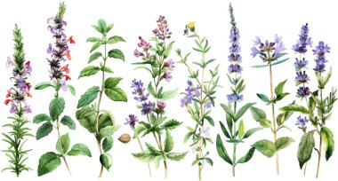 Görüntü, her biri doğal bitki örtüsünün güzelliğini gözler önüne seren narin detaylarla hazırlanmış suluboya kır çiçekleri ve otlardan oluşan zarif bir dizi sunuyor..