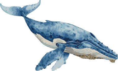 Bu çarpıcı görüntü suluboya ile yapılmış muhteşem mavi balinayı sergiliyor. Huzurlu zarafetini ve okyanus evinin huzur dolu derinliklerini gösteriyor..