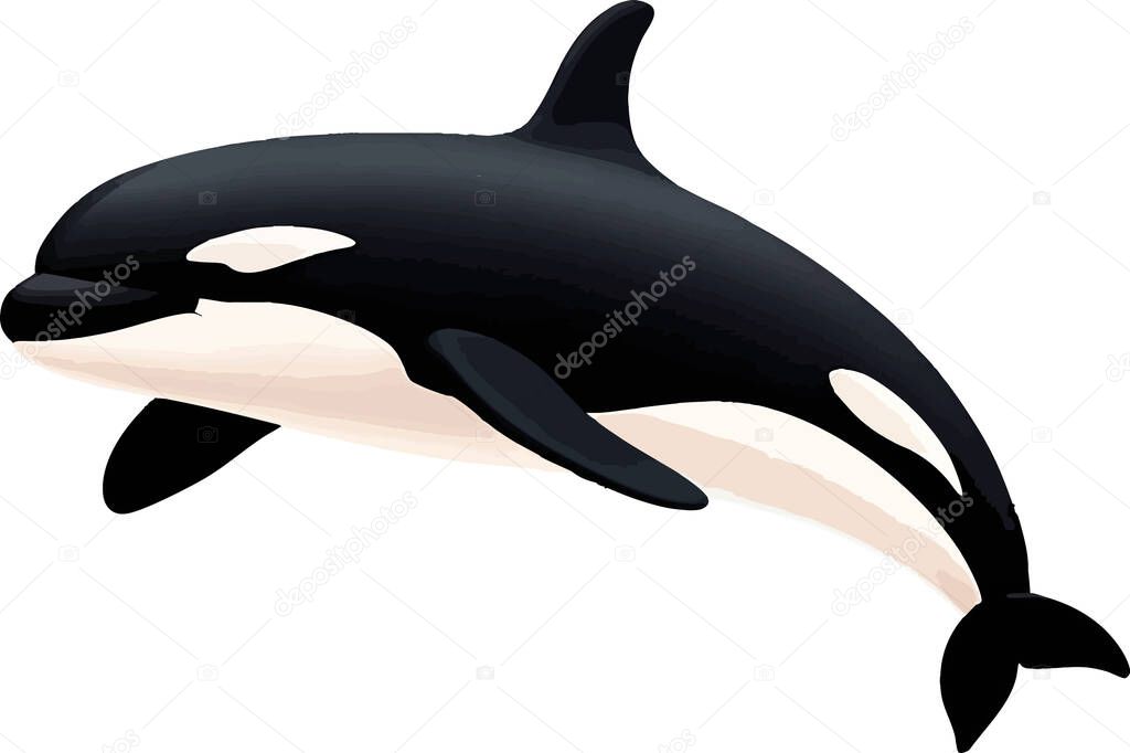 A sleek black and white orca whale swimming in an abstract, minimal style.