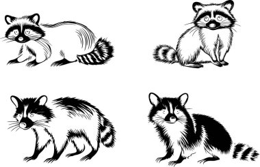 Dört Rakun Çizgisi Sanat Resimleri Siyah ve Beyaz