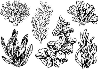 Siyah beyaz el yosun ve mercan koleksiyonu tasarım elementleri için bir sualtı teması yaratır. Deniz illüstrasyon projeleri için harikadır..