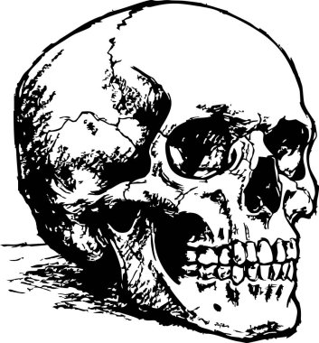 Ayrıntılı tek renkli kafatası çizimi, güçlü kontrast ve beyaz arkaplan, eğitici veya dekoratif amaçlar için ideal bir grafik çizim tarzında anatomik özellikler gösterir.