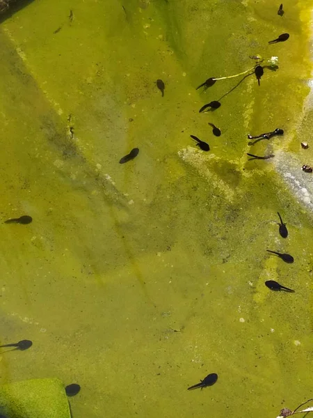 Kaulquappen Auf Einem Blatt Wasser — Stockfoto