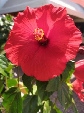 Pylos, Messinia, Yunanistan 'da kırmızı amber çiçeği