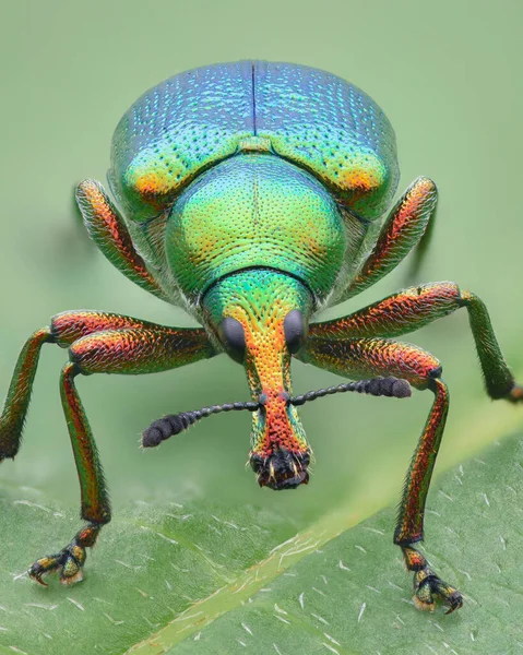 Portrait Multicolored Iridescent Leaf Rolling Weevil Type Beetle Blue Green — Stock Photo, Image
