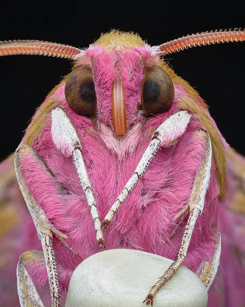 Retrato Parte Inferior Uma Mariposa Rosa Com Olhos Castanhos Pernas — Fotografia de Stock