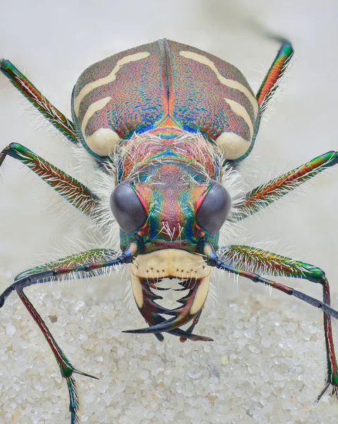 Vista Completa Escarabajo Tigre Marrón Con Manchas Color Blanco Crema — Foto de Stock