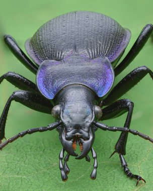 Yeşil bir yaprağın üzerinde duran siyah ve menekşe yer böceği portresi (Pürüzlü Violet Zemin Böceği, Carabus Problematicus)