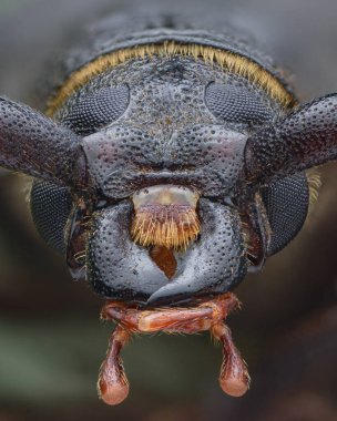 Kahverengi Longhorn böceğinin simetrik portresi (Tanner Böceği, Prionus coriarius)