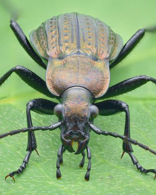Yeşil bir yaprak üzerinde duran, granüle edilmiş elytra ile bakır renkli bir yer böceği portresi (Granulated Ground Beetle, Carabus granulatus)
