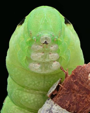 Portrait of a large, green Owlet moth caterpillar situated on a broken branch with a black background clipart