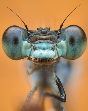 Ön bacağı olmayan açık mavi bir kızböceğinin portresi, turuncu bir arka planda.