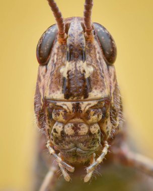 Sarı arkaplanda kahverengi bir Grasshopper portresi (Korthippus brunneus)