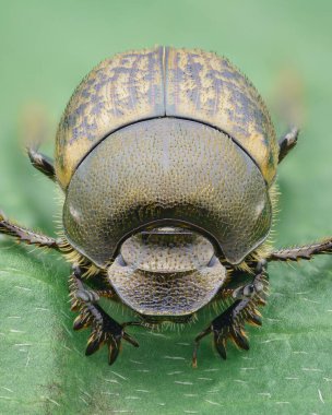 Yeşil yapraklı (Onthophagus fracticornis) kahverengi ve sarı benekli bir elytra ile metalik bir Bok Böceği portresi)