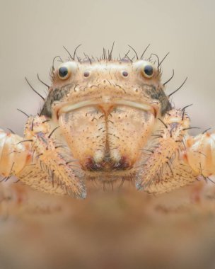 Kahverengi arkaplan üzerinde soluk kahverengi Yengeç Örümceğinin simetrik portresi (Xysticus sp.)