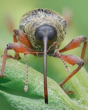 Portrait of a weevil, a type of beetle, with brown scales, orange legs and a long proboscis standing on a green leaf (Acorn weevil, Curculio glandium) clipart