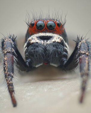 Danimarka sahillerinde bir kayanın üzerinde duran kırmızı ve beyaz başlı siyah bir erkek örümceğin simetrik portresi (Pellenes tripunctatus)