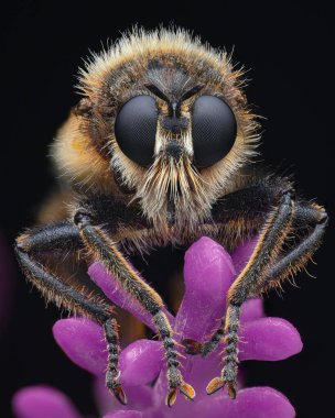 Yüzünde beyaz saçlar olan bir yaban arısı soyguncusunun portresi, pembe arka planda (Laphria flava)