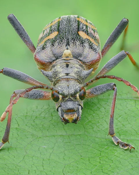 Retrato Simétrico Escarabajo Negro Naranja Con Bandas Amarillas Elytra Antenas —  Fotos de Stock
