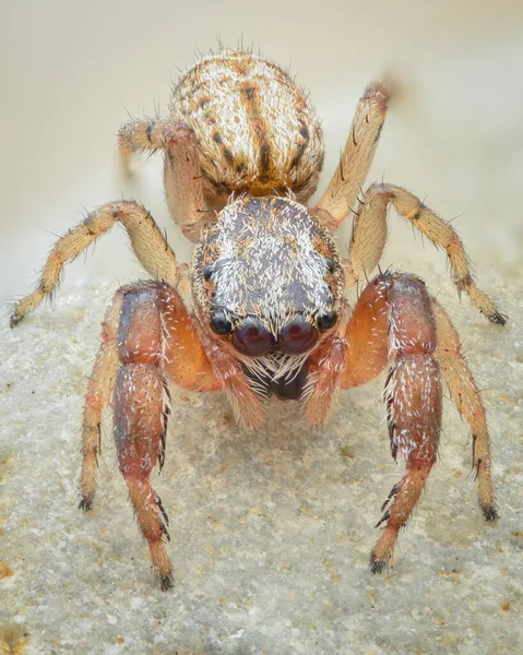 Close-up of a pale brown Jumping spider with large front legs standing on a rock (Dune Jumper, Marpissa nivoyi)