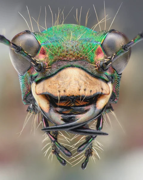 Retrato Besouro Tigre Verde Com Labrum Marrom Pálido Grandes Olhos — Fotografia de Stock