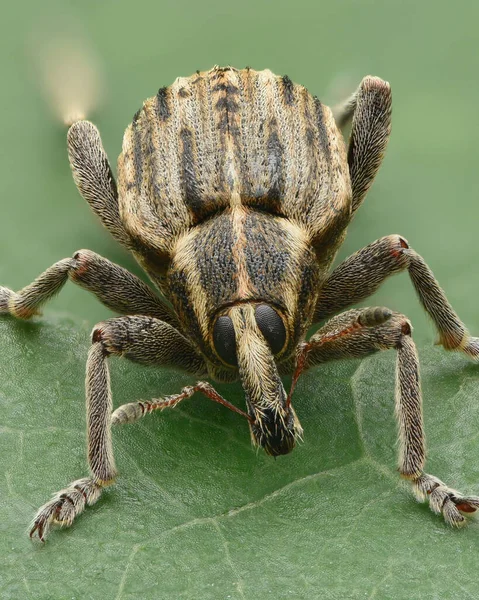 象鼻虫 一种甲虫 的肖像 有带条纹的褐色鳞片 位于绿叶上 超级蜘蛛 — 图库照片