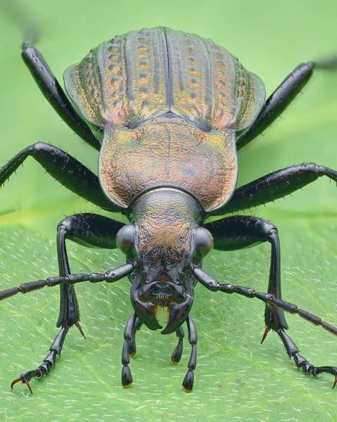 Retrato Escarabajo Molido Color Cobre Con Elytra Granulado Pie Sobre —  Fotos de Stock