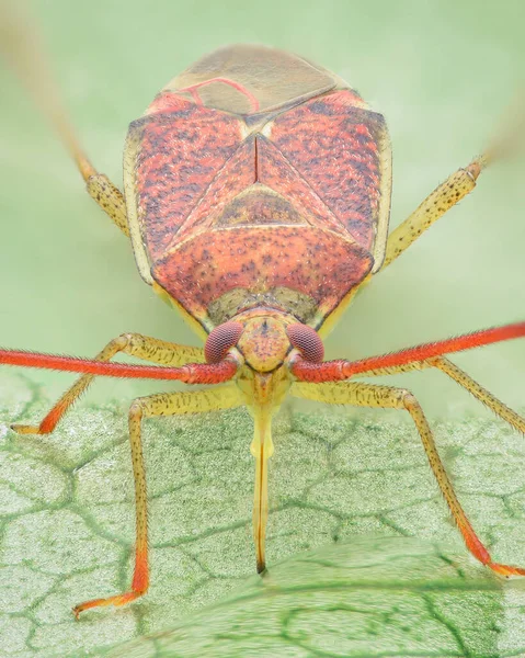 红斑植物虫的对称肖像 黄腿虫在绿叶上喝水 海泽虫 盘尾虫 — 图库照片