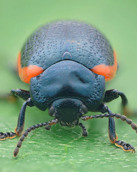 Symmetrical Portrait Metallic Blue Leaf Beetle Orange Edge Elytra Standing — Stock Photo, Image