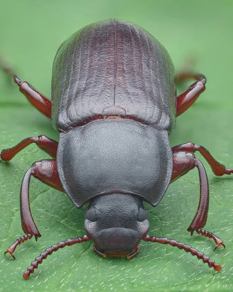 绿色叶子上的长而暗的红色甲虫的对称肖像 黄肉虫甲虫 Tenebrio鼹鼠 — 图库照片