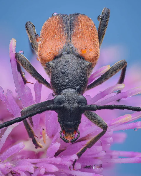 有长长的黑色触角的长角甲虫和有黑色条纹 蓝色背景的粉红花朵的橙色苍鹭的肖像 黑条纹长角甲虫 黑斑斑纹金丝虫 — 图库照片