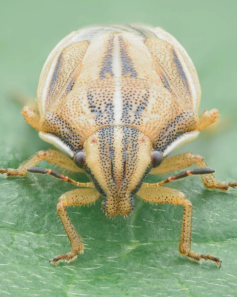 Προσωπογραφία Ενός Bug Ασπίδας Αιχμηρό Κεφάλι Και Χρώμα Σώματος Ανοιχτού — Φωτογραφία Αρχείου