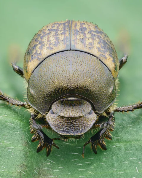 Yeşil Yapraklı Onthophagus Fracticornis Kahverengi Sarı Benekli Bir Elytra Ile — Stok fotoğraf